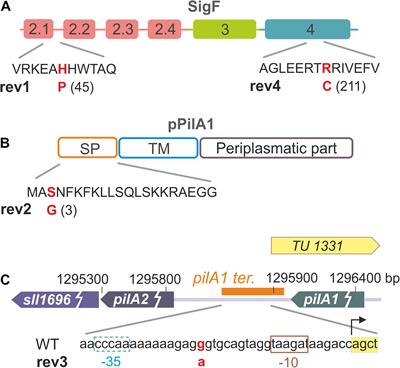 Mutations Suppressing the Lack of Prepilin Peptidase Provide Insights Into the Maturation of the Major Pilin Protein in Cyanobacteria